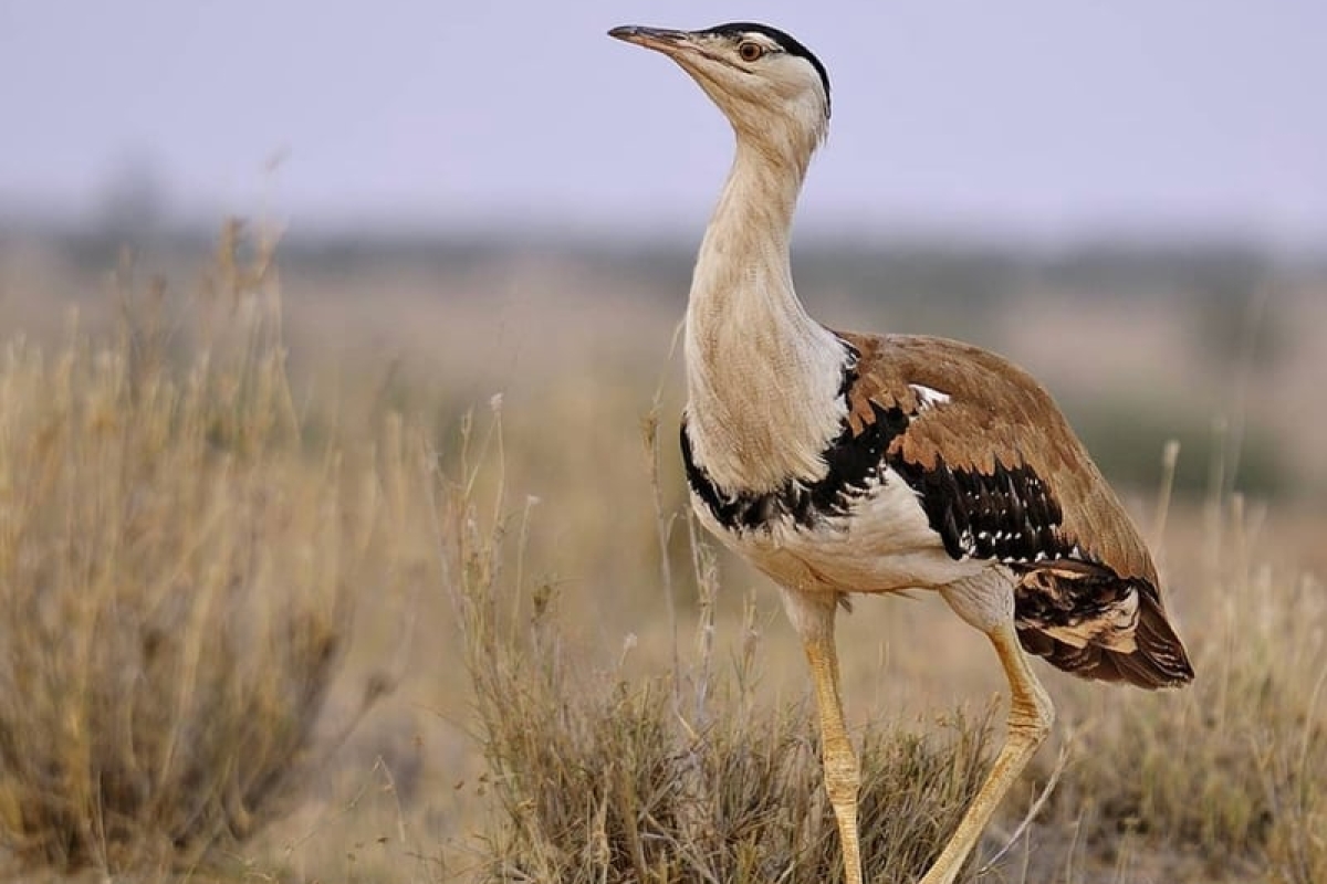Great Indian Bustard Conservation: An Argus-eyed, All-inclusive Approach
